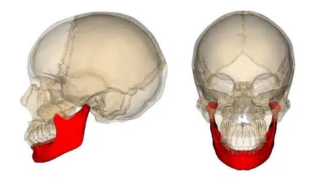 mandibula