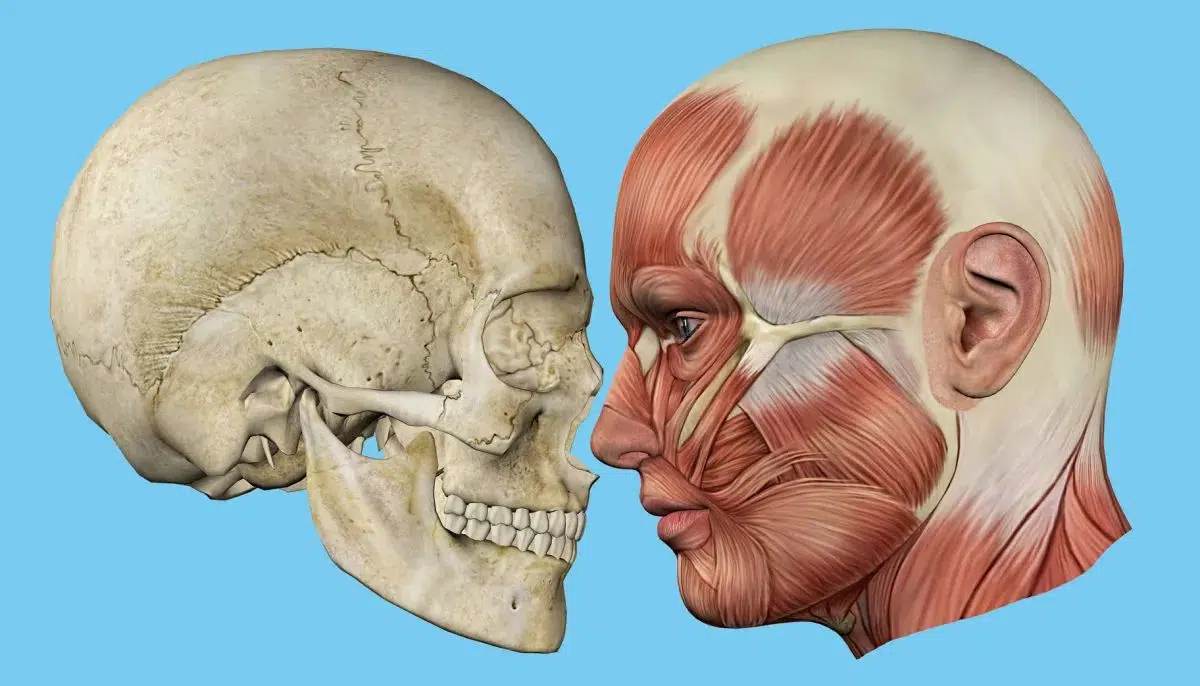 maxilar si mandibula
